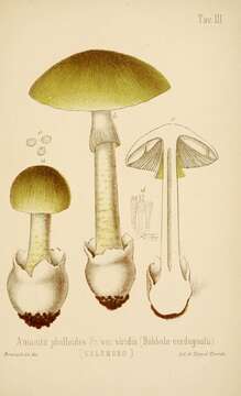 Image of Death cap