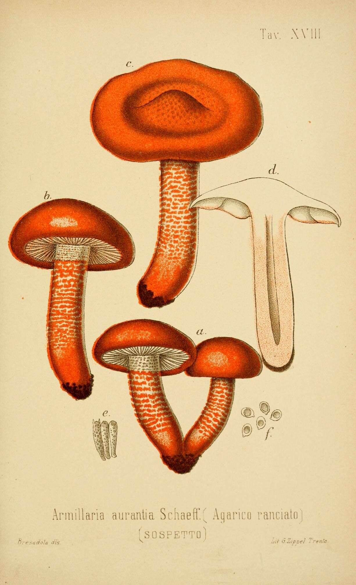 Image de Tricholoma aurantium (Schaeff.) Ricken 1914
