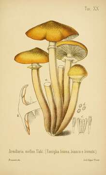 Image of Honey Fungus