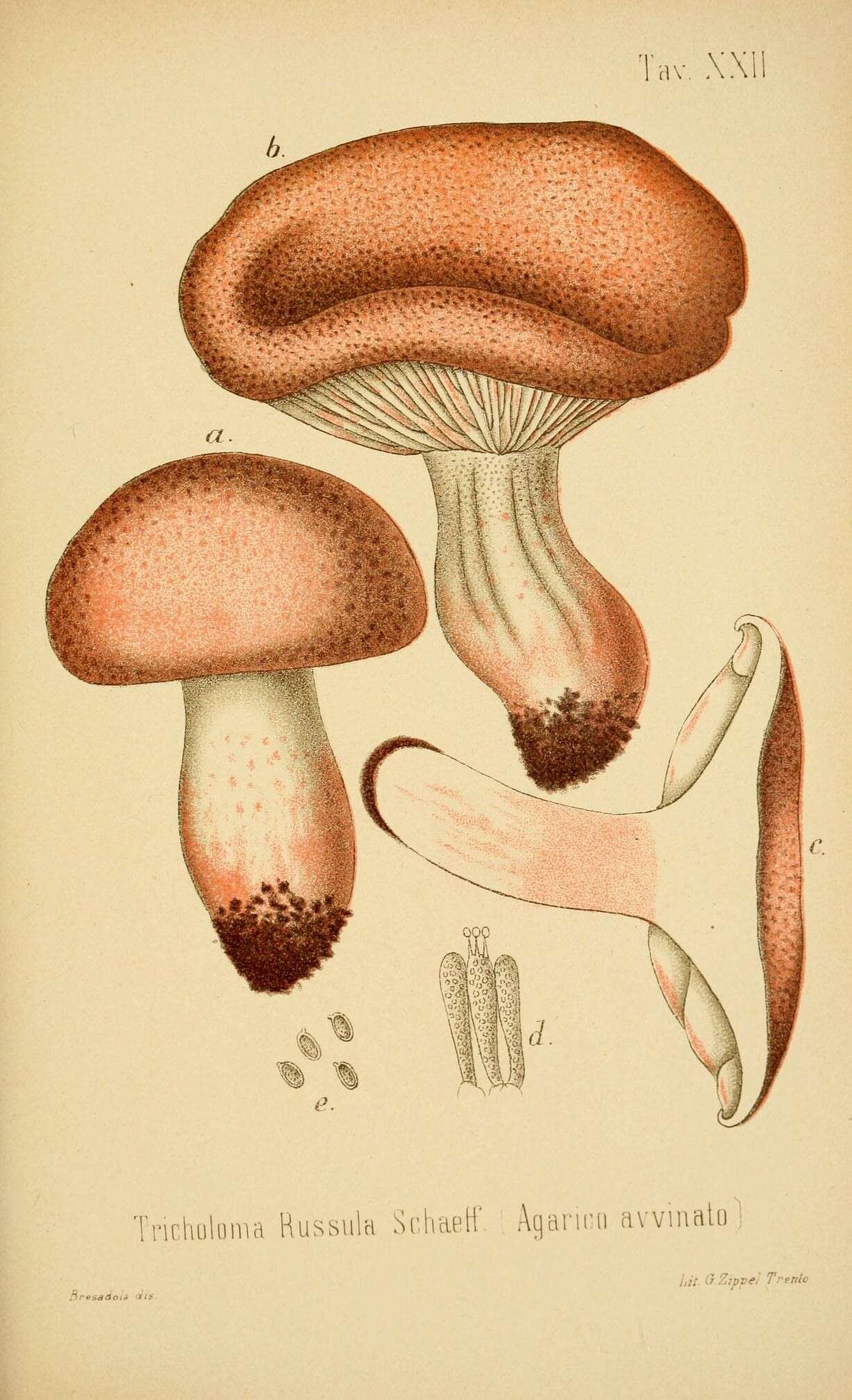 Image of Hygrophorus russula (Schaeff. ex Fr.) Kauffman 1918