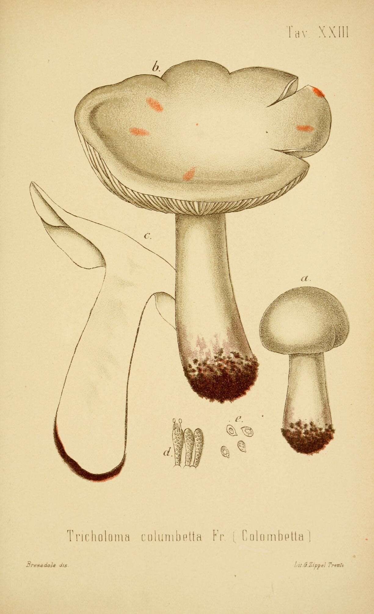 Image of Tricholoma columbetta (Fr.) P. Kumm. 1871