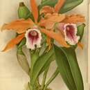 Image of Cattleya tenebrosa (Rolfe) A. A. Chadwick