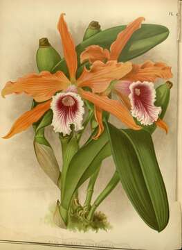 Image of Cattleya tenebrosa (Rolfe) A. A. Chadwick