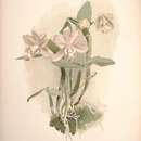 Image de Cattleya dolosa (Rchb. fil.) Rchb. fil. ex É. Morren