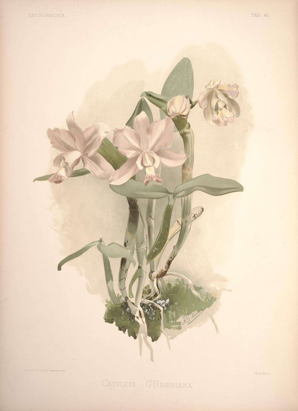 Image of Cattleya dolosa (Rchb. fil.) Rchb. fil. ex É. Morren