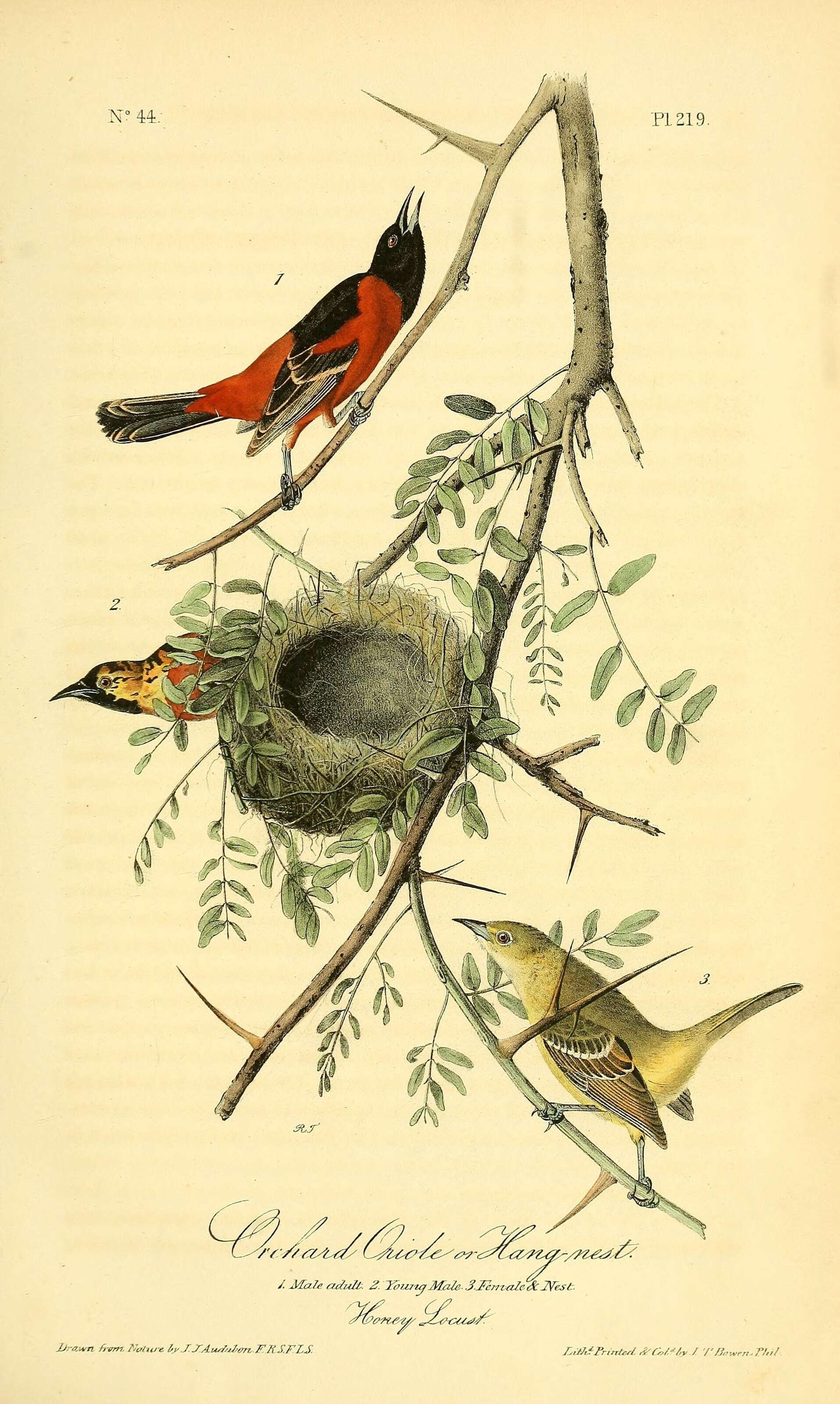 Image of Orchard Oriole