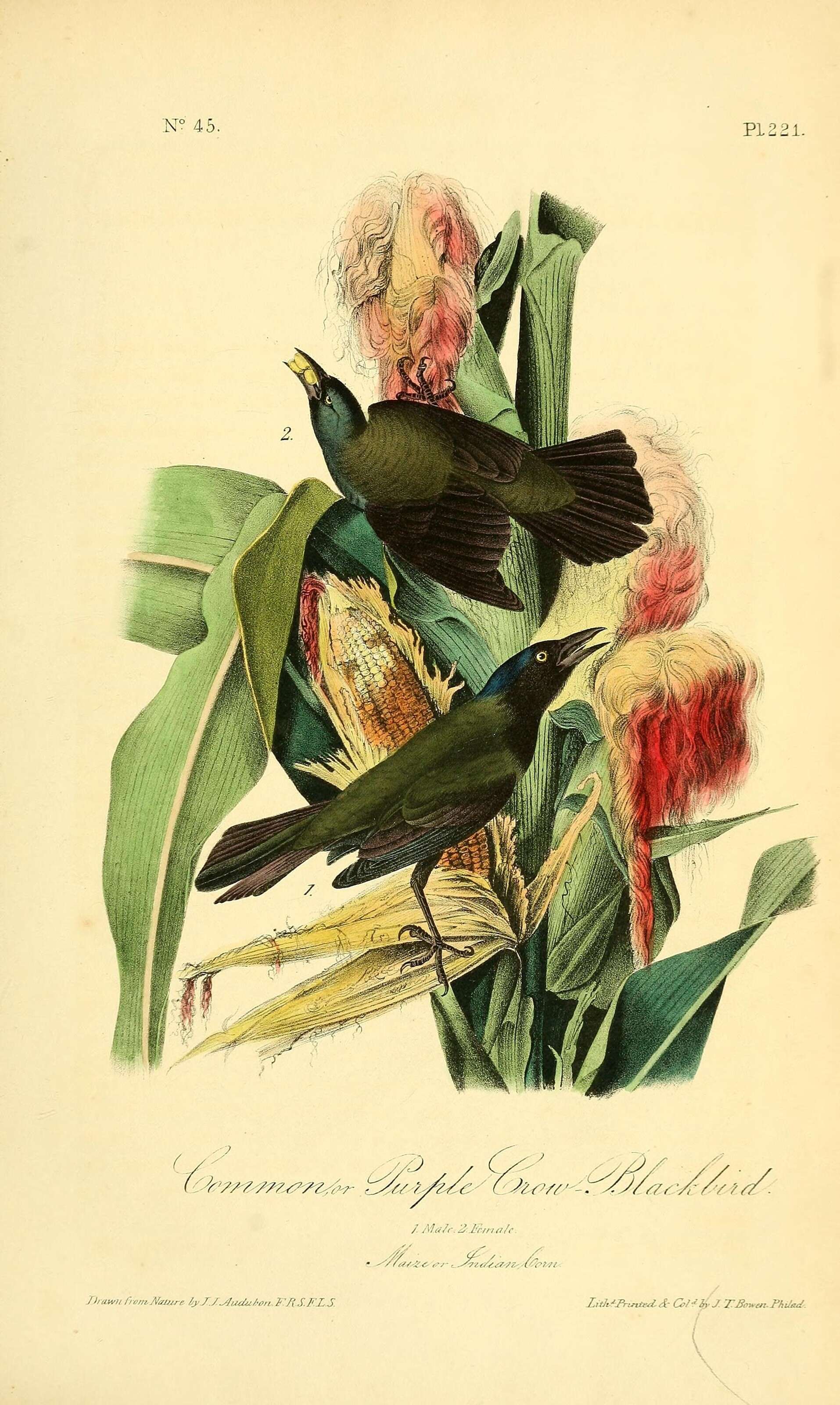 Image of Euphagus Cassin 1867