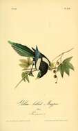 Слика од Pica nuttalli (Audubon 1837)