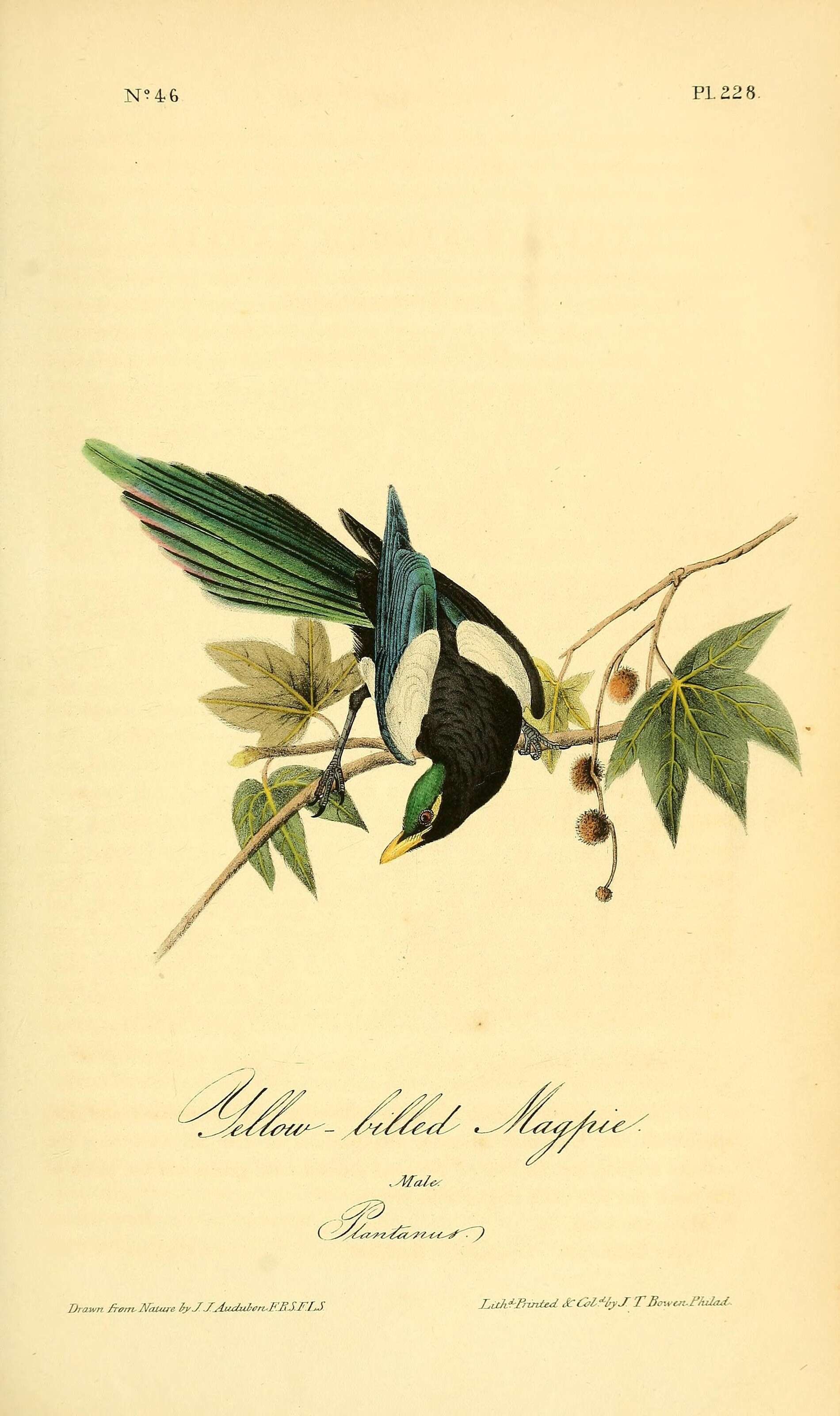 Слика од Pica nuttalli (Audubon 1837)