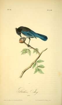 Image of Steller's Jay