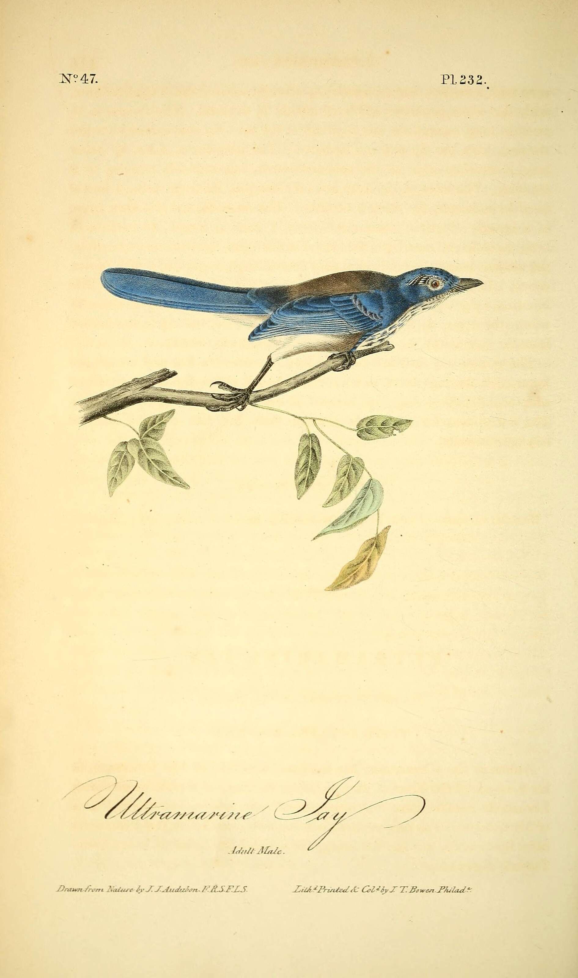 Image of Aphelocoma Cabanis 1851