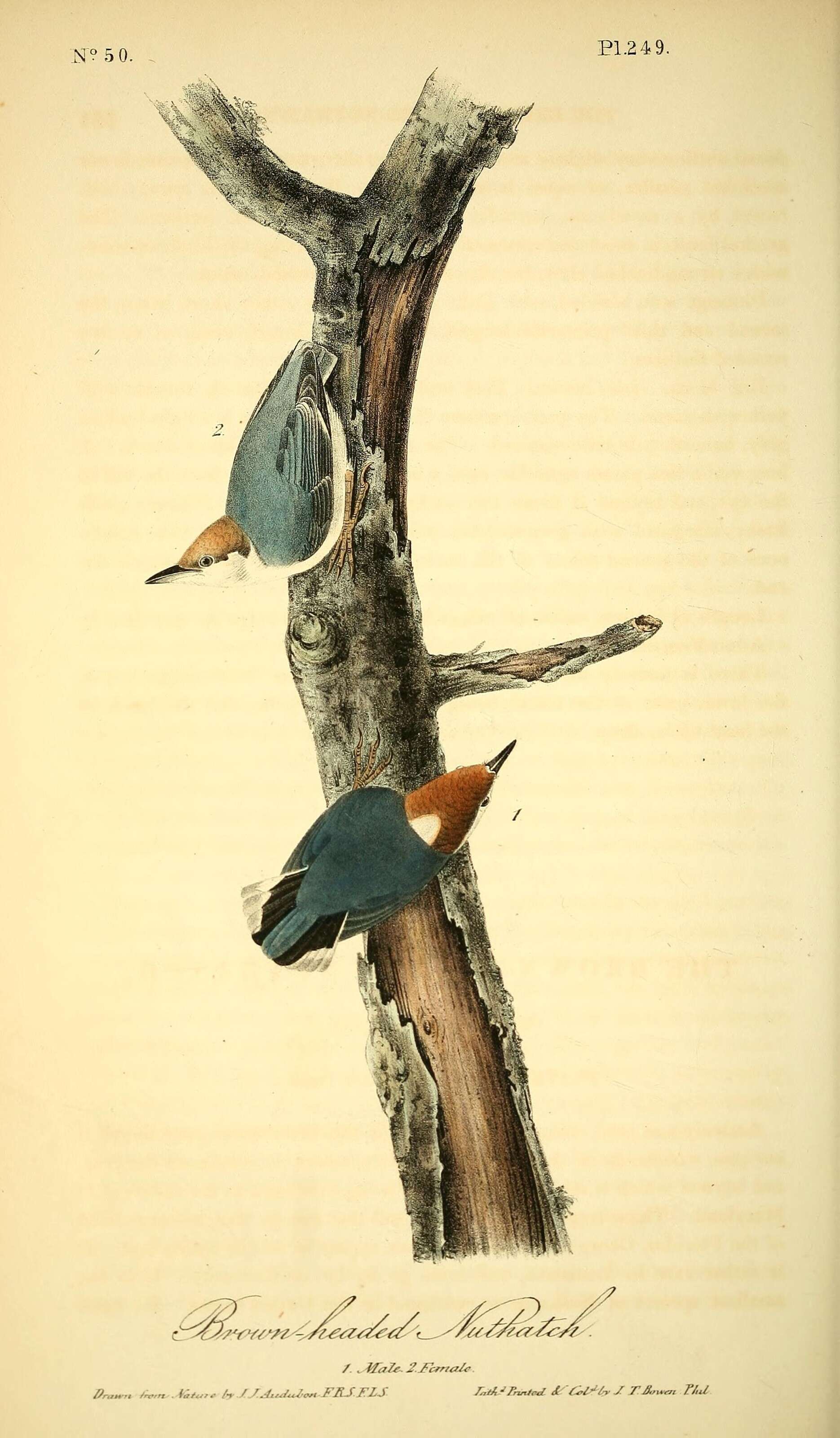 Image of Eurasian Nuthatch