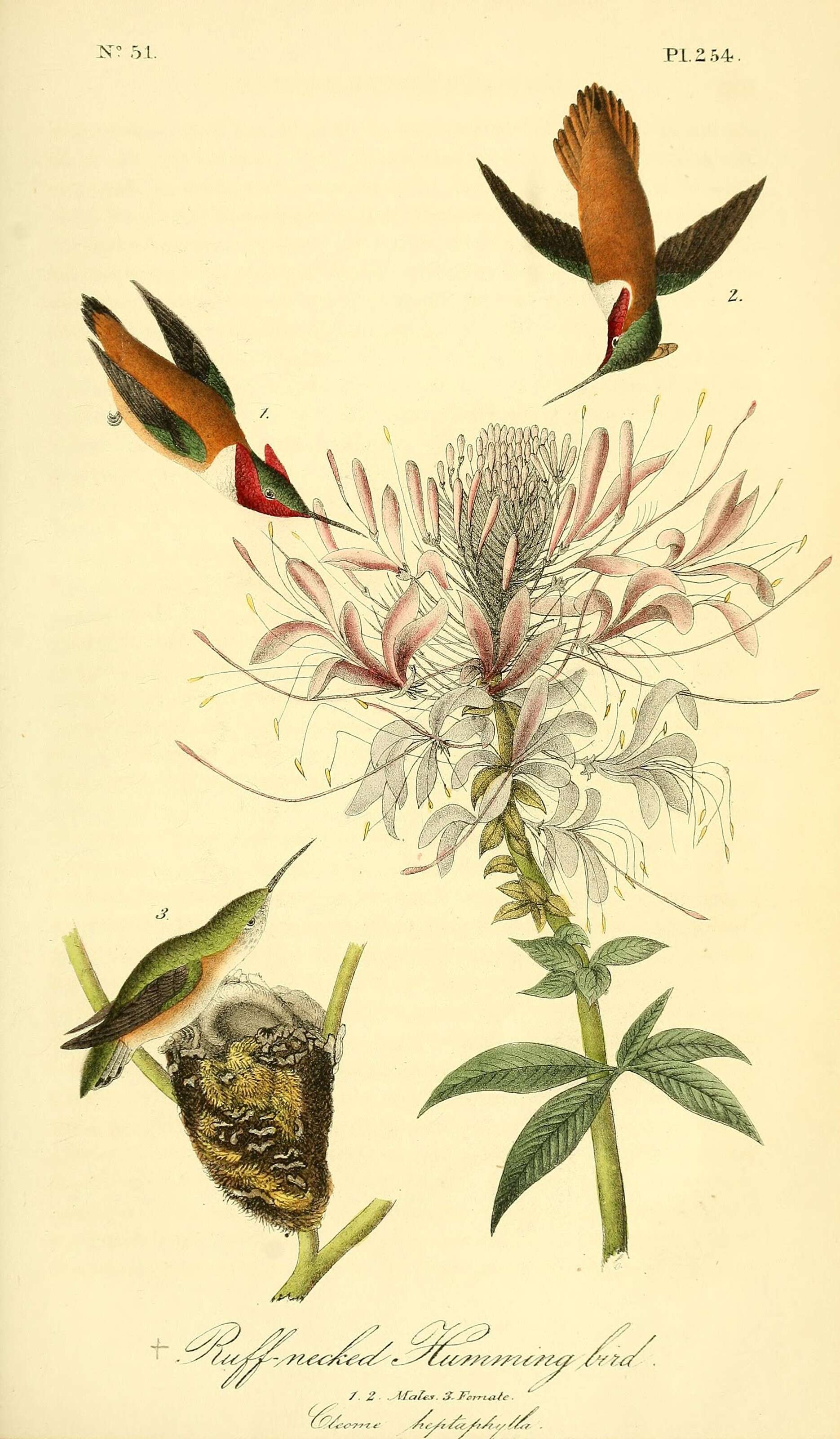 Image de Colibri roux