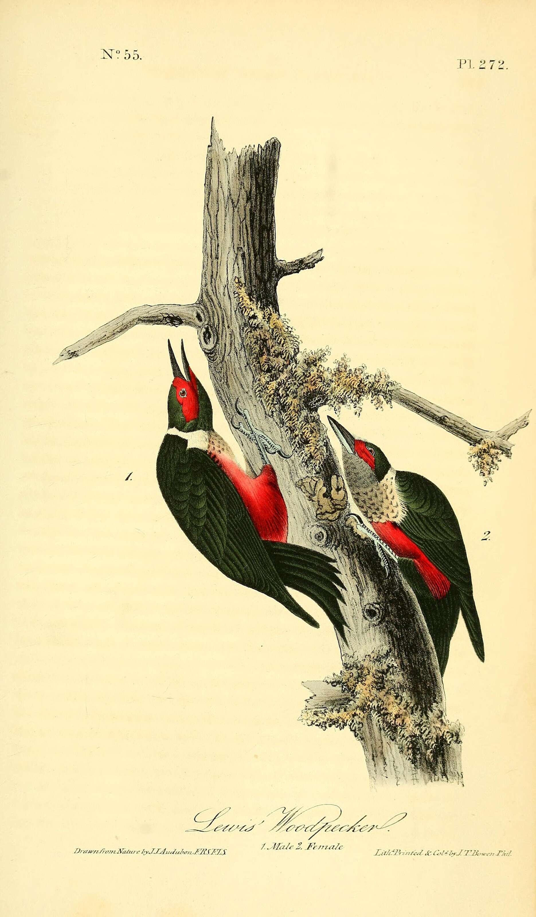 Image of Lewis's Woodpecker
