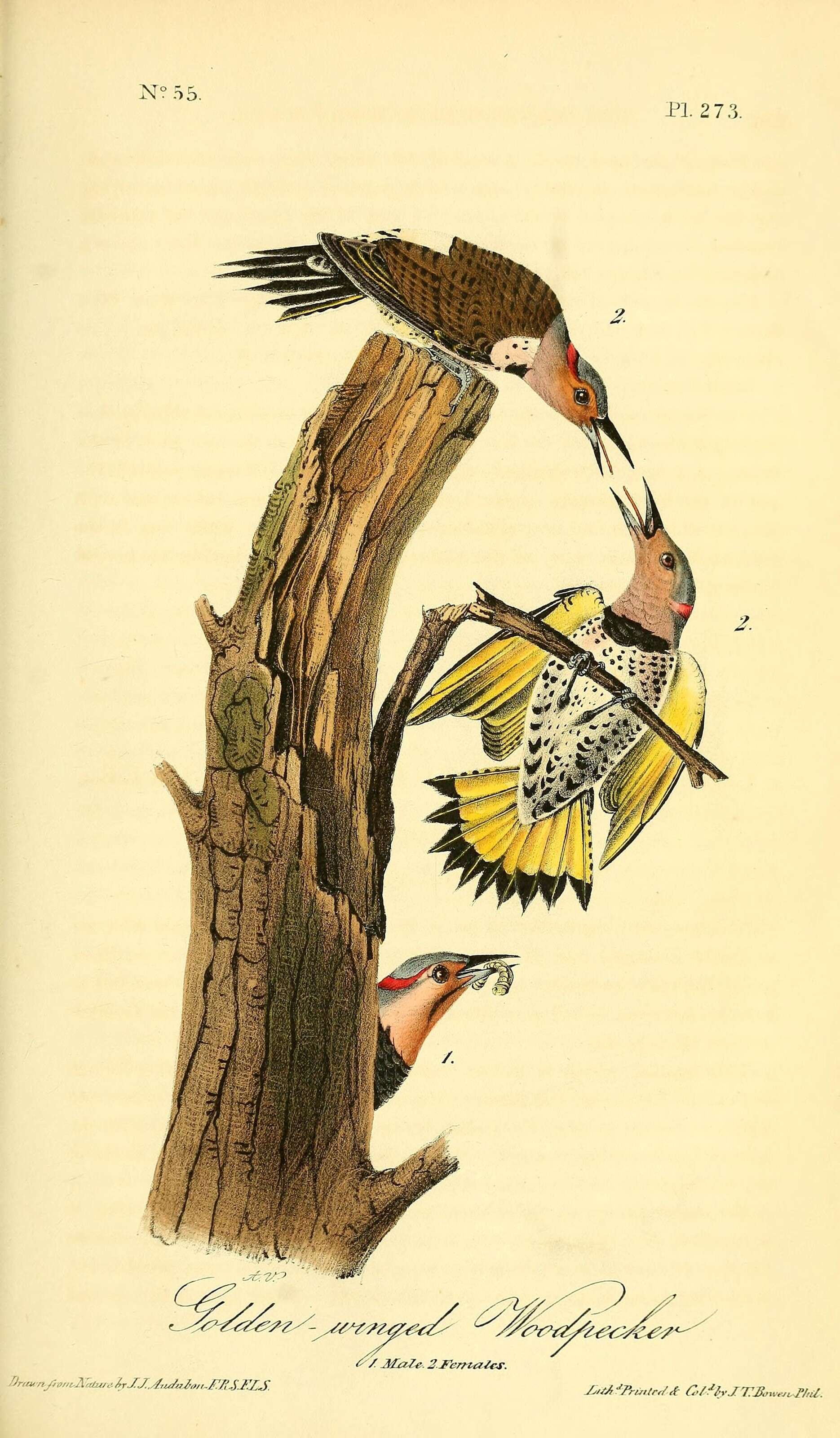 Image of Northern Flicker