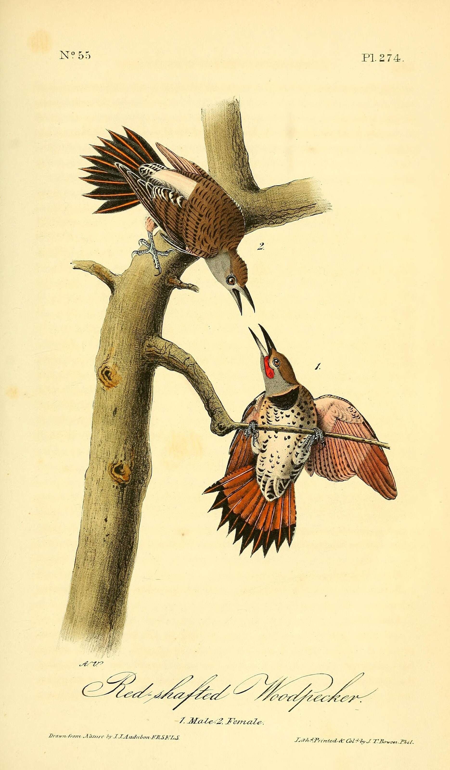 Image of Northern Flicker