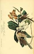 Image of Black-billed Cuckoo