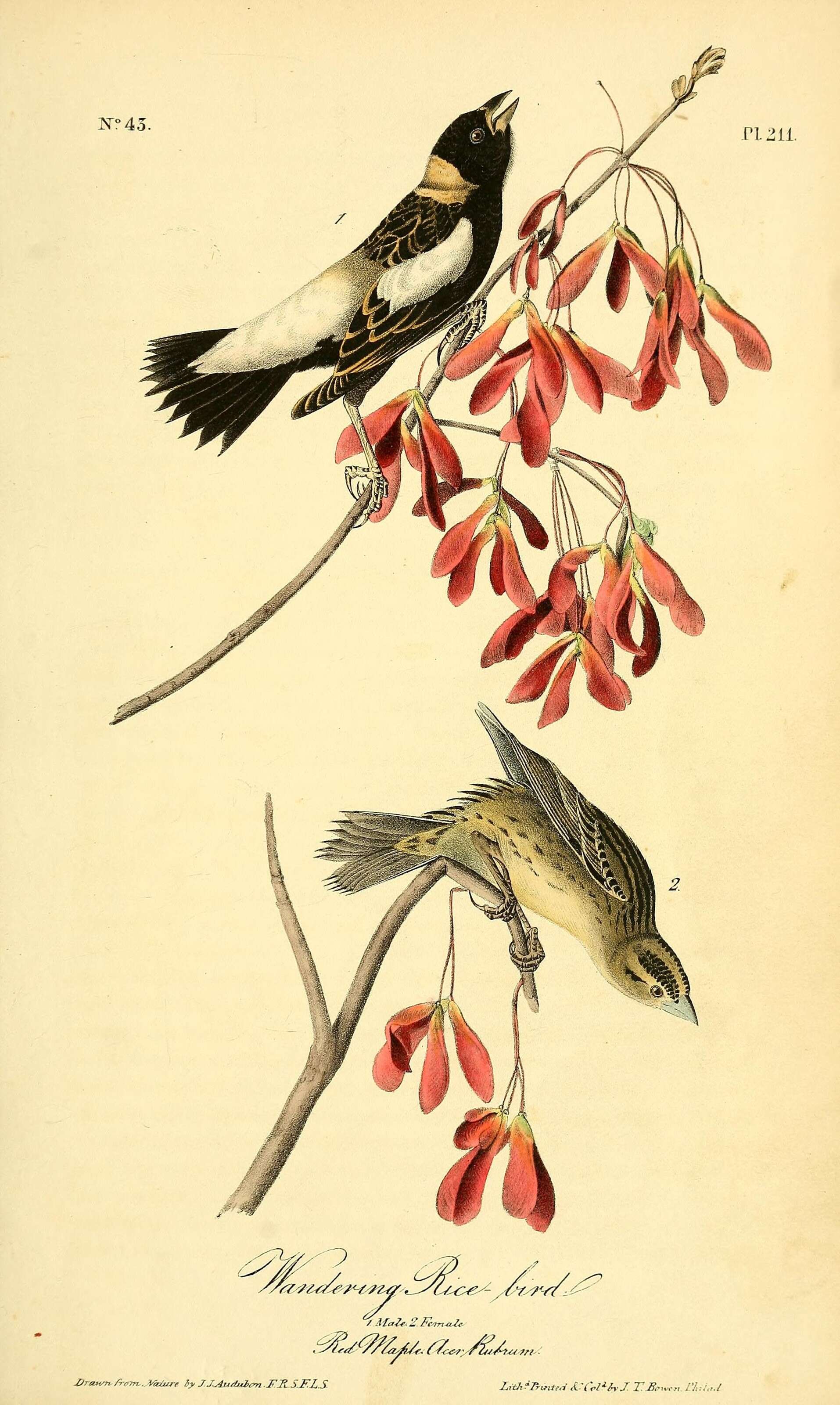 Image of Dolichonyx Swainson 1827