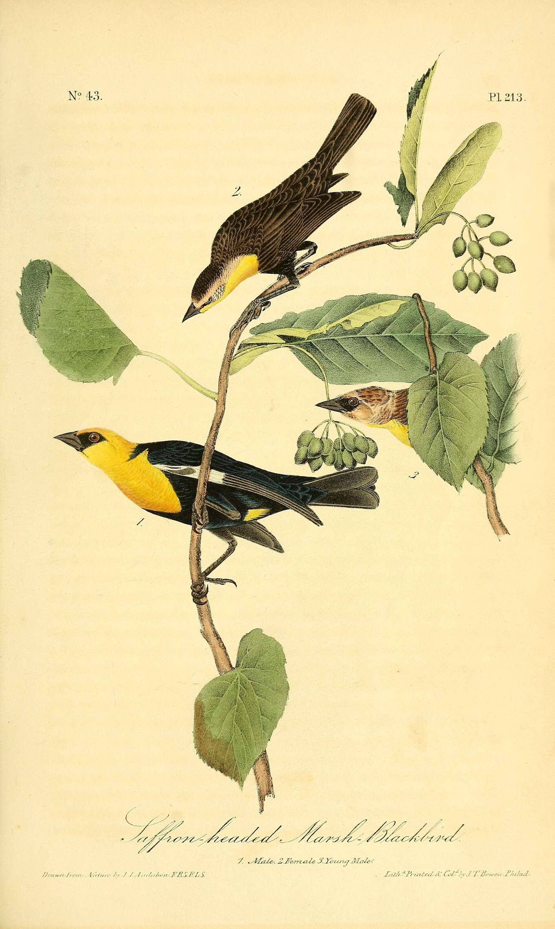 Image of Xanthocephalus Bonaparte 1850