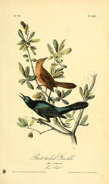 Image of Boat-tailed Grackle