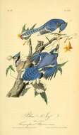 Image of Blue Jay