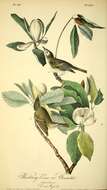 Vireo gilvus (Vieillot 1808) resmi