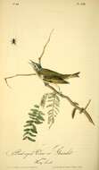 Image of Red-eyed Vireo