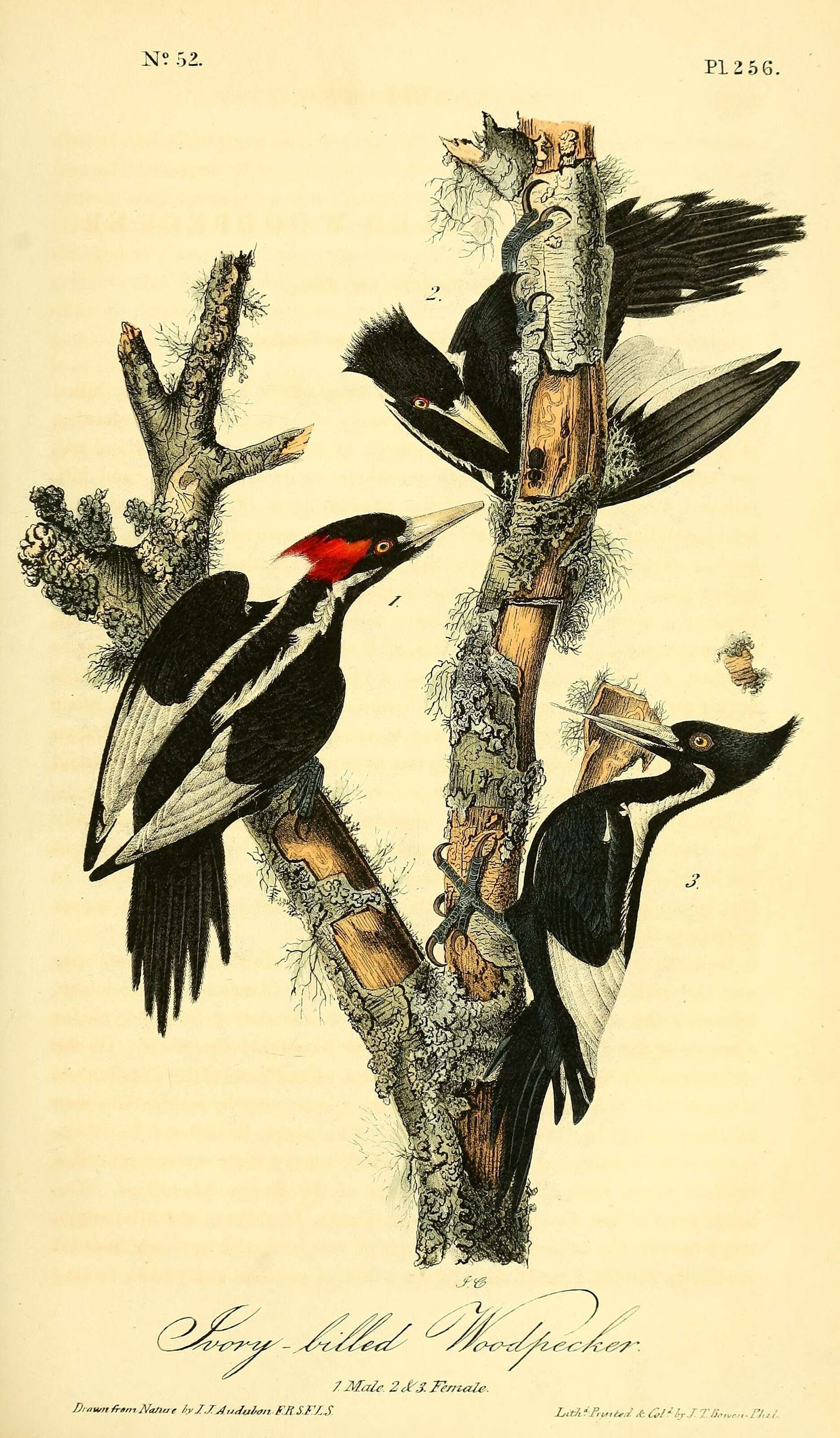 Image of Ivory-billed Woodpecker