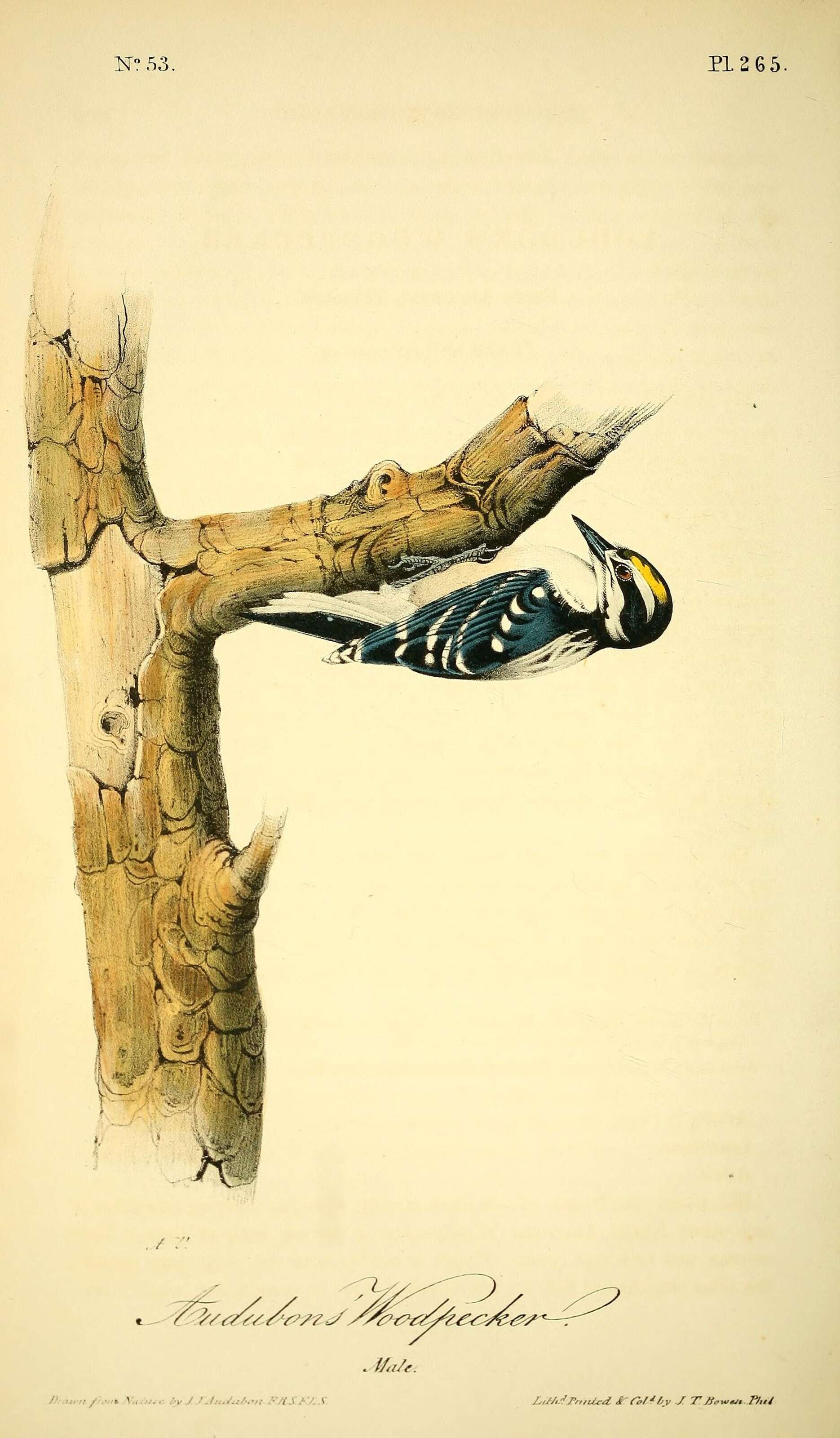 Image of Black-backed Woodpecker