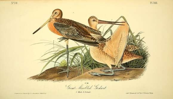 Image of Marbled Godwit