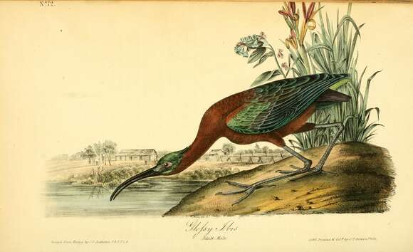 Image of Plegadis Kaup 1829