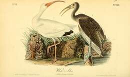 Imagem de Eudocimus Wagler 1832