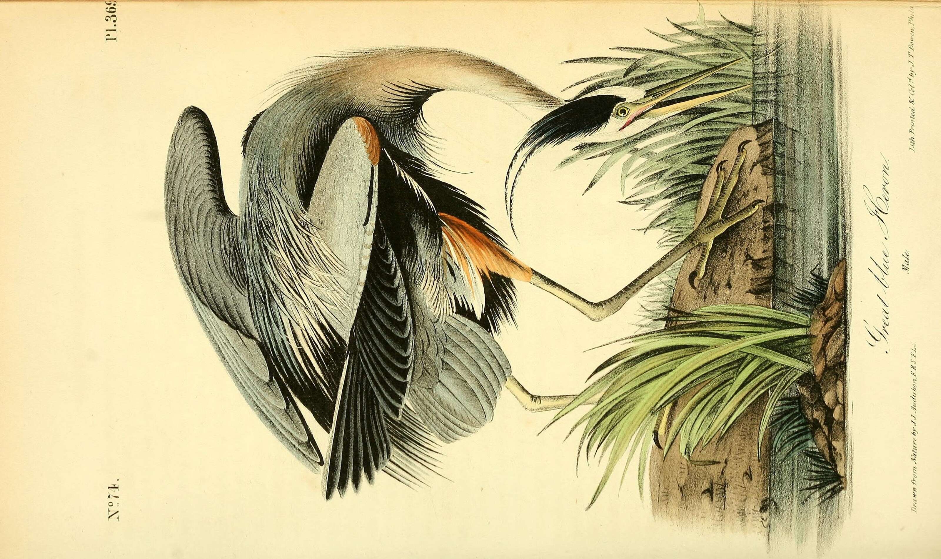 Image of Great Blue Heron