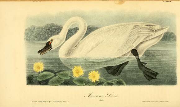 Image of Bewick's Swan