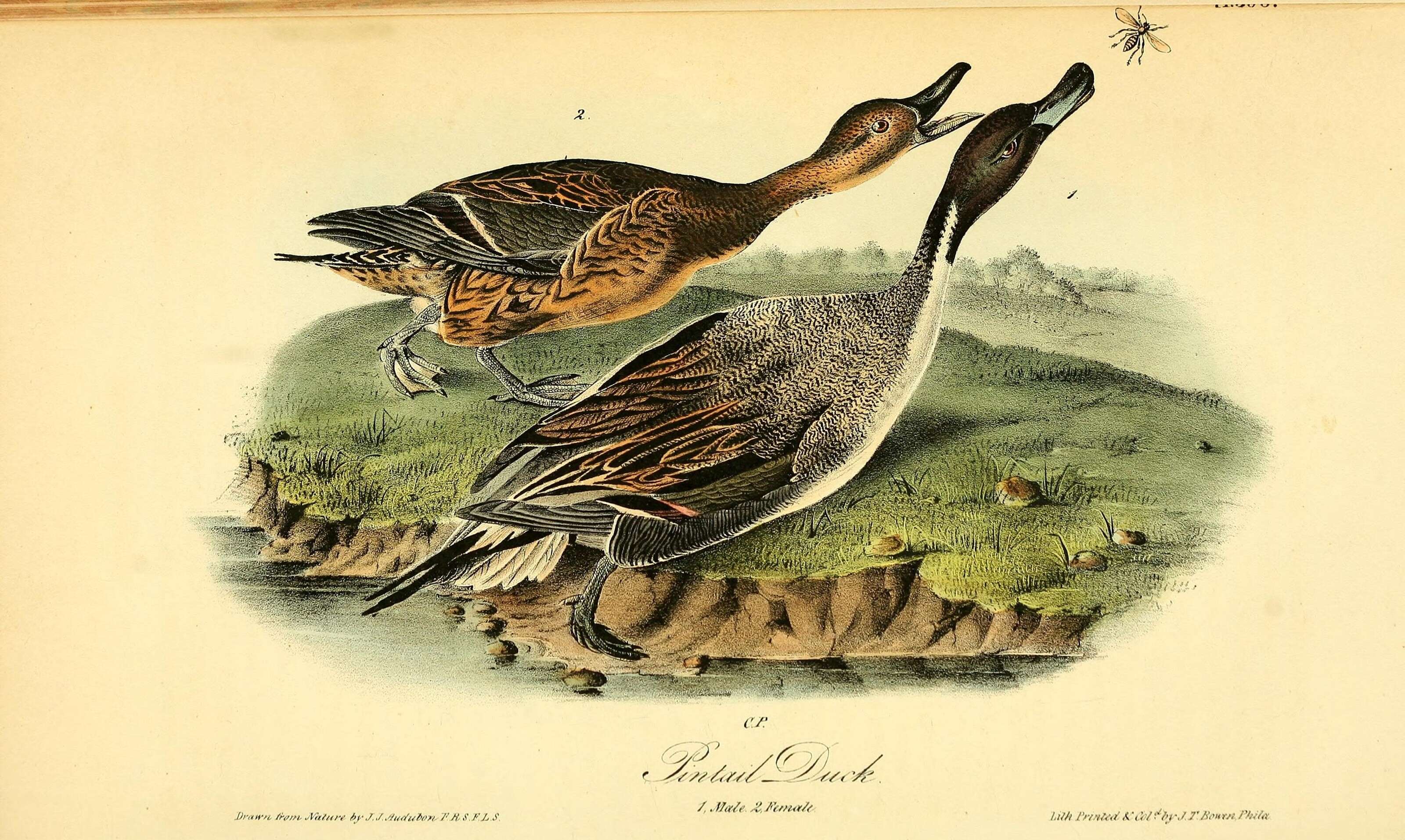 Image of pintail, northern pintail