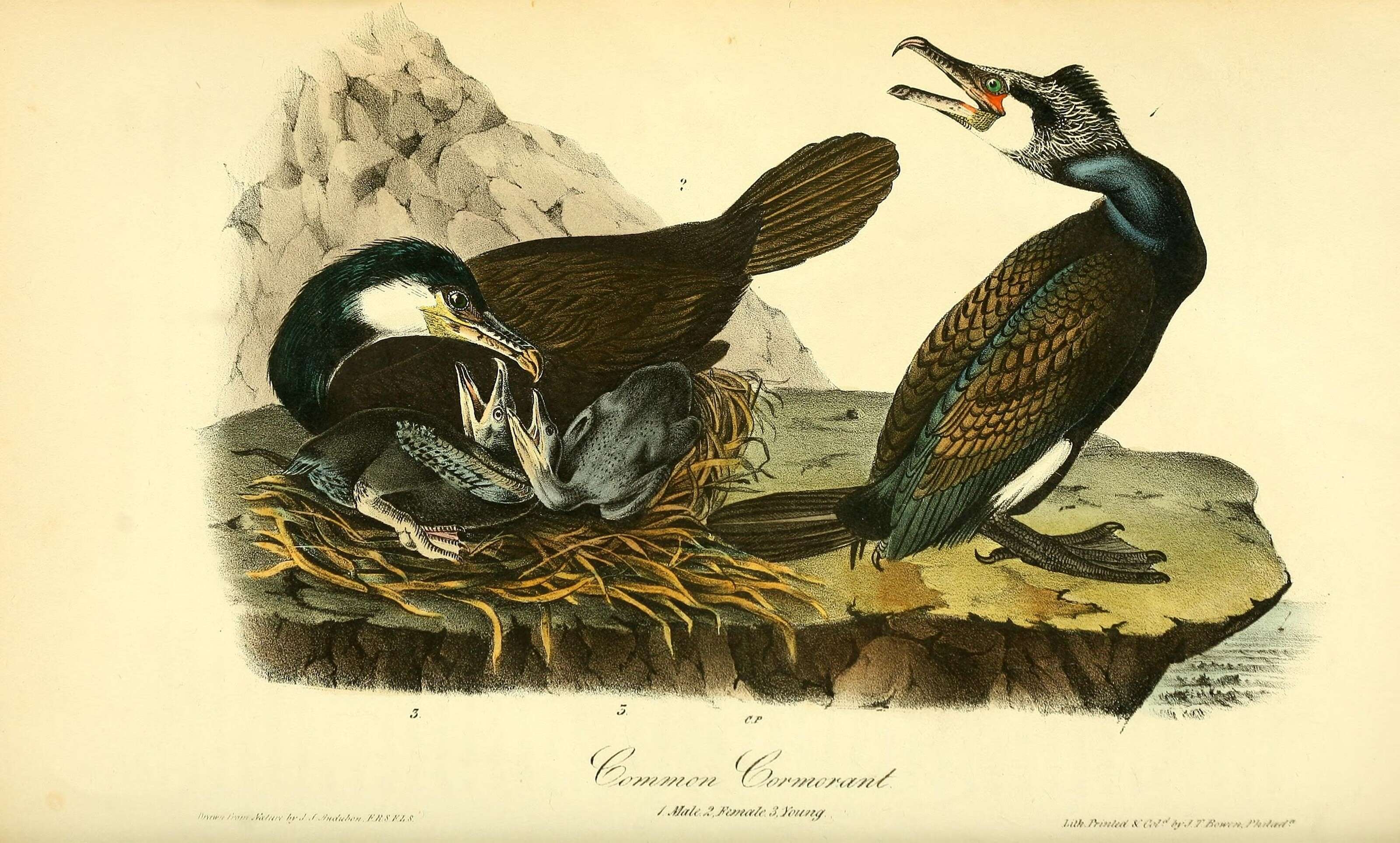 Plancia ëd Phalacrocorax carbo (Linnaeus 1758)