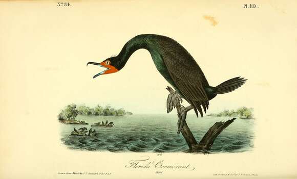 Image of Double-crested Cormorant