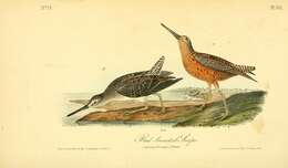 Image of Long-billed Dowitcher