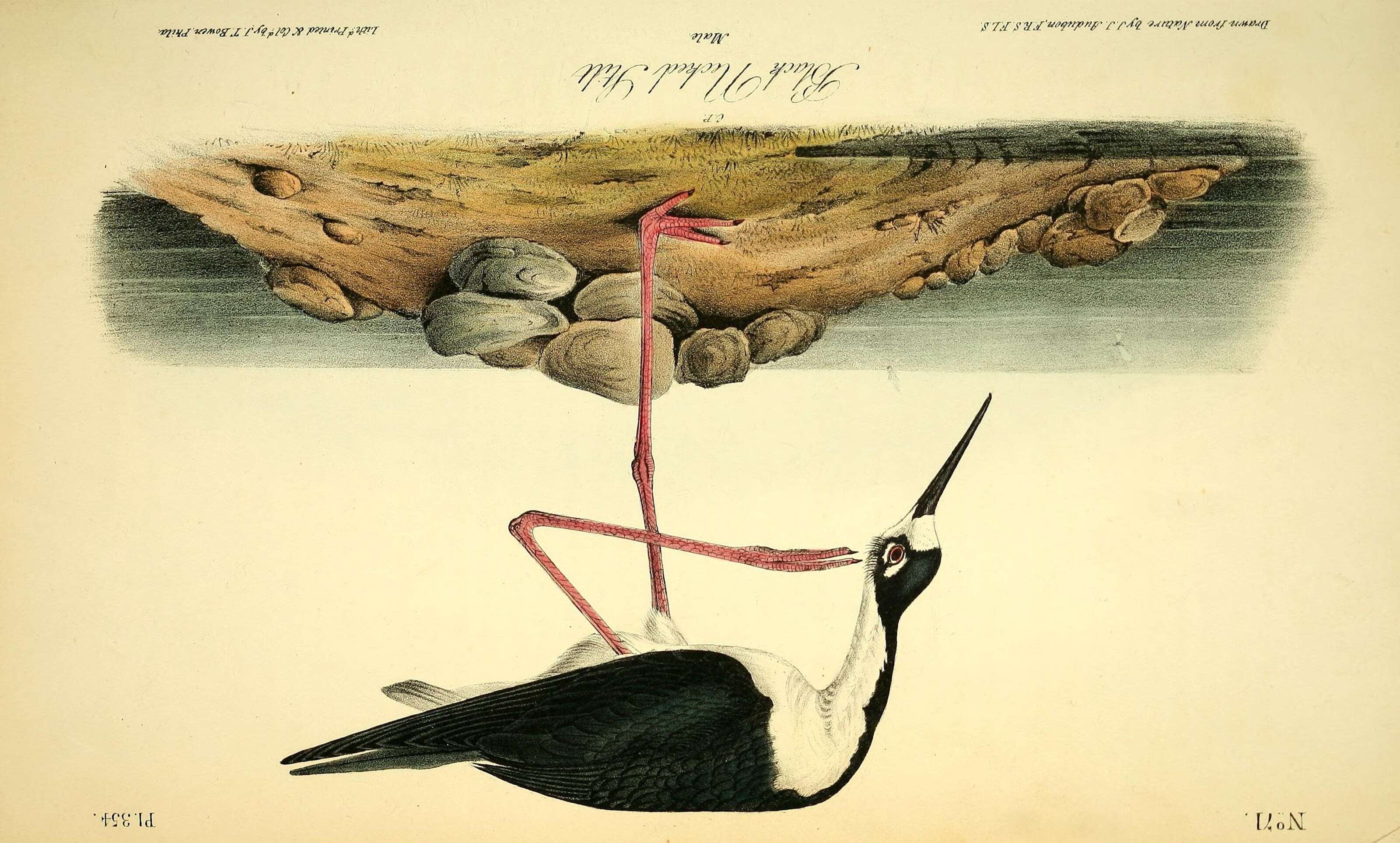 Image of Himantopus Brisson 1760