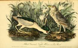 Image of Night Herons