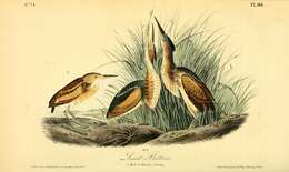 Image of Least Bittern