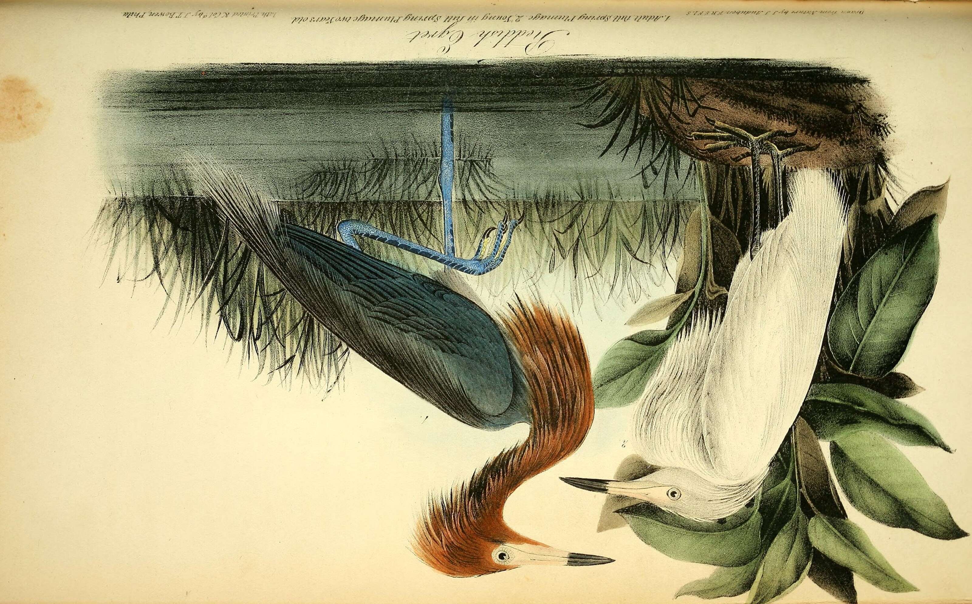 Слика од Egretta rufescens (Gmelin & JF 1789)