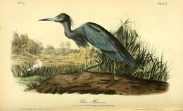 Слика од Egretta caerulea (Linnaeus 1758)