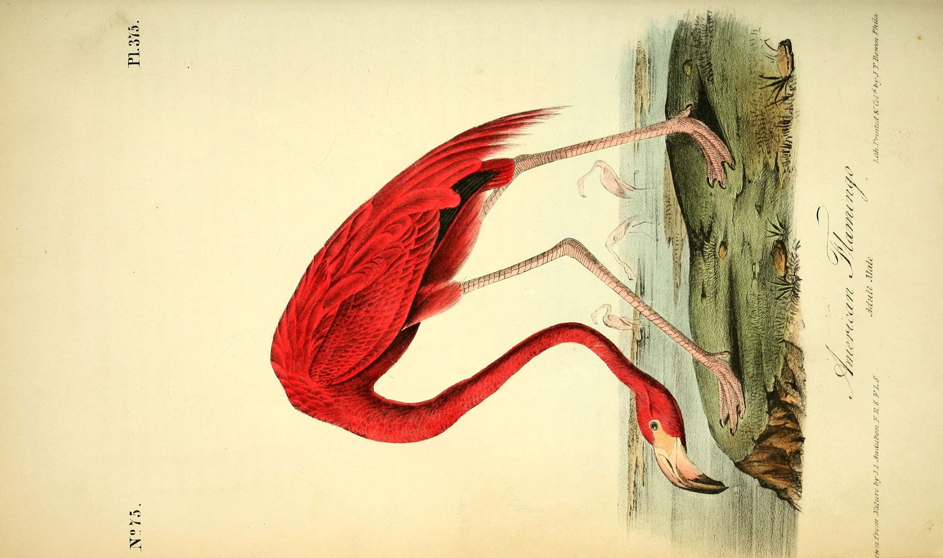 Imagem de Phoenicopterus ruber Linnaeus 1758