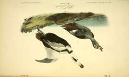 Imagem de Camptorhynchus Bonaparte 1838