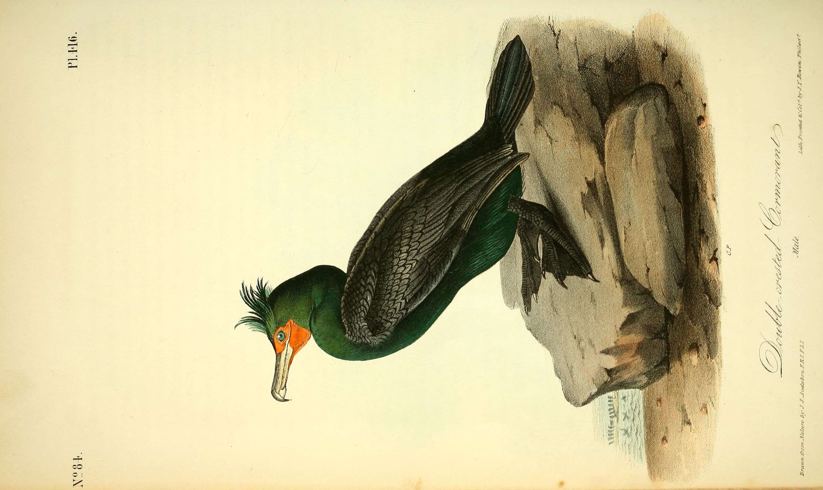 Plancia ëd Phalacrocorax auritus (Lesson & R 1831)