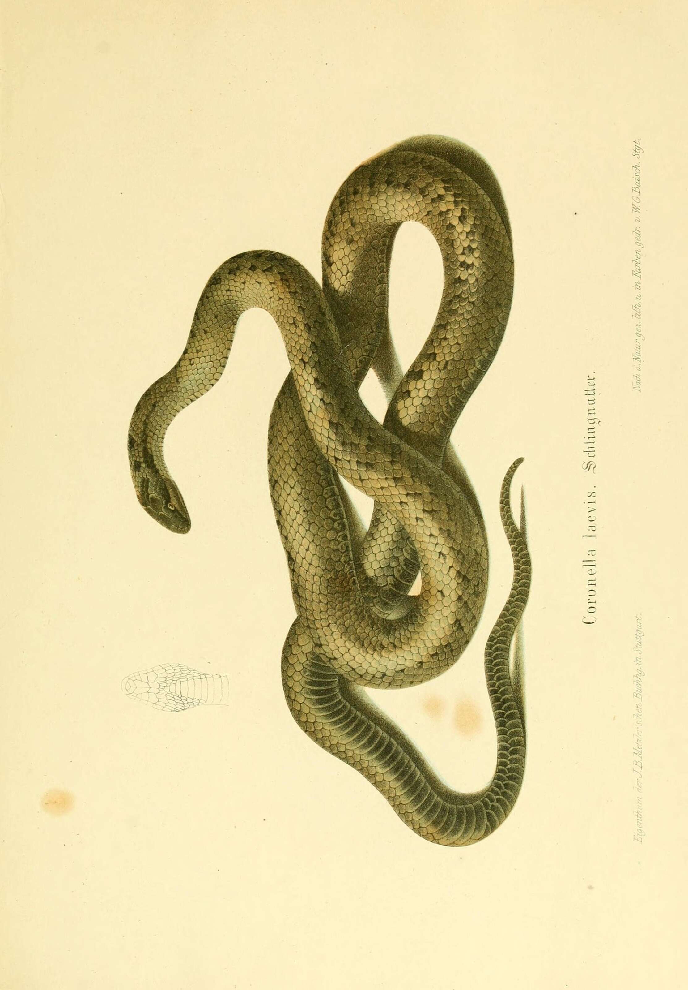 Image of Smooth Snakes