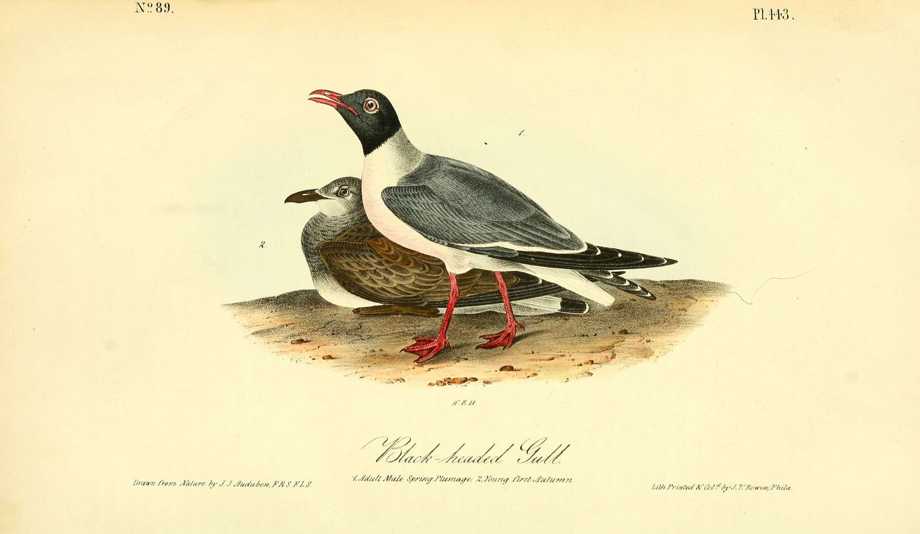 Image of Leucophaeus Bruch 1855