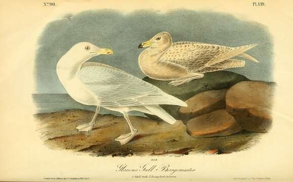 Image of Glaucous Gull