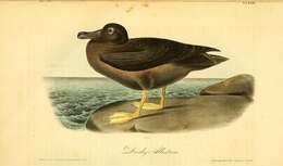 Image of Dark-mantled Sooty Albatross